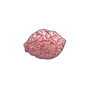 Fresh Brain