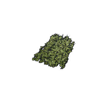 Jungle Ivy